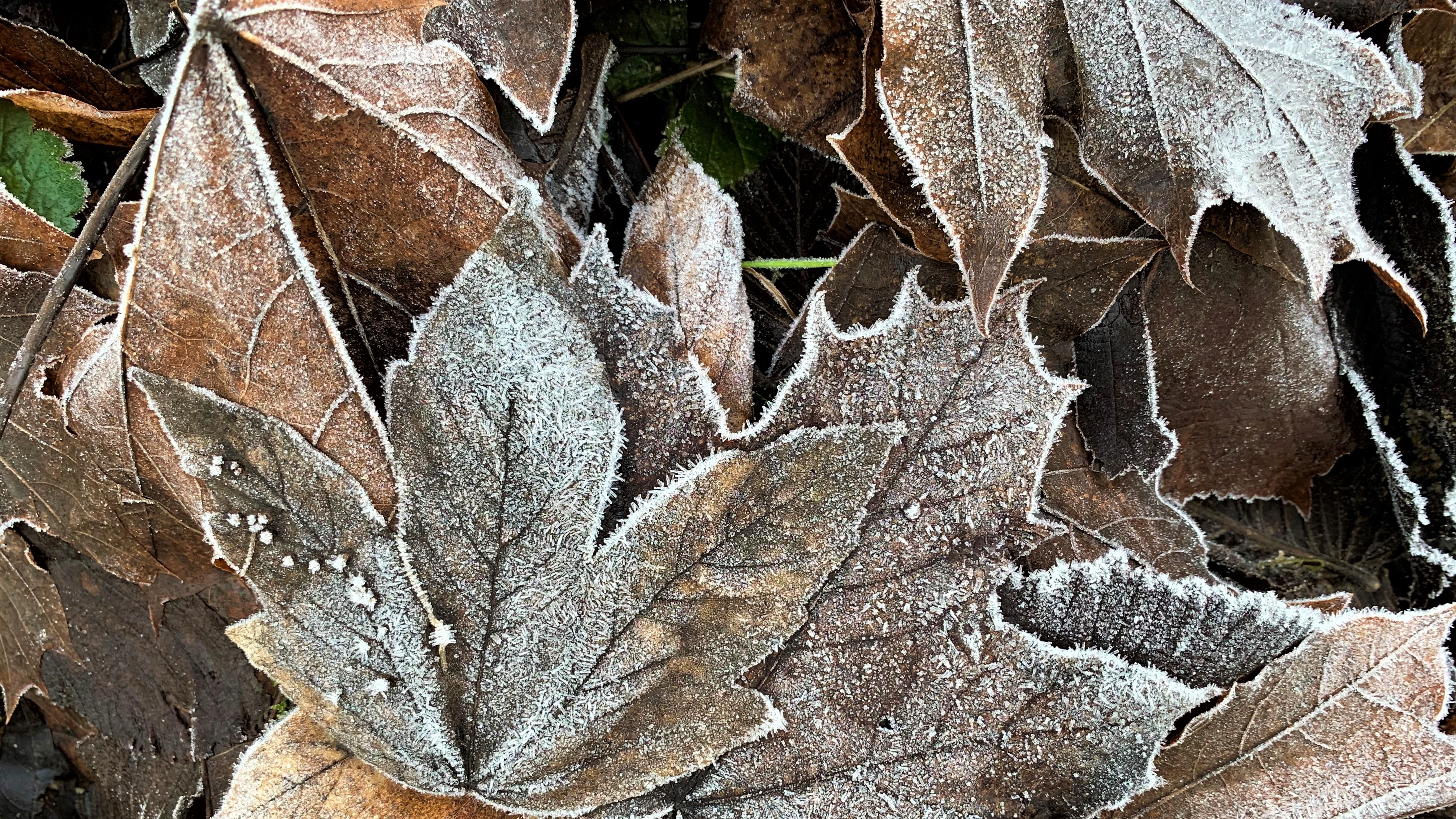 WINTER 2